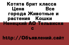 Котята брит класса › Цена ­ 20 000 - Все города Животные и растения » Кошки   . Ненецкий АО,Тельвиска с.